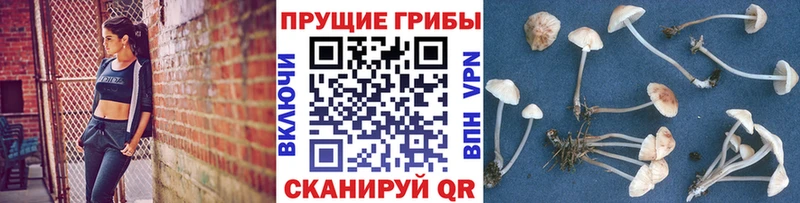 Галлюциногенные грибы Cubensis Мариинский Посад